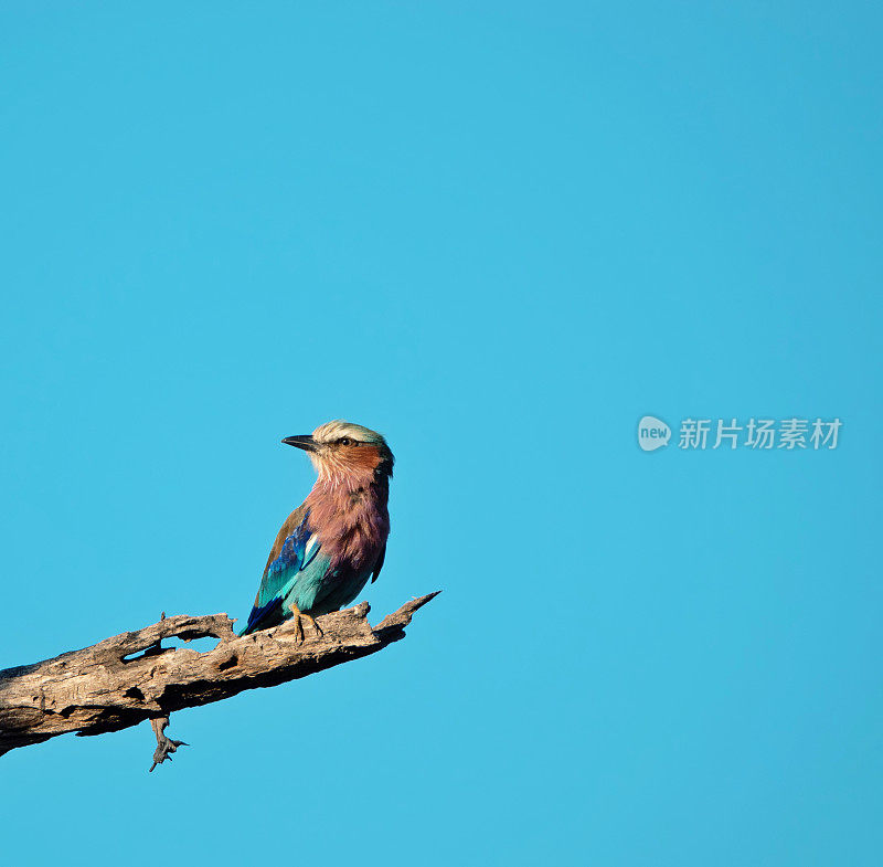 丁香胸滚轮的特写(Coracias caudatus)